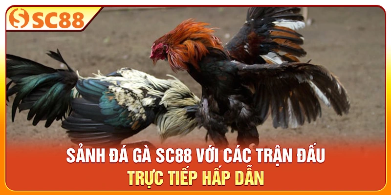 Sảnh đá gà SC88 với các trận đấu trực tiếp hấp dẫn